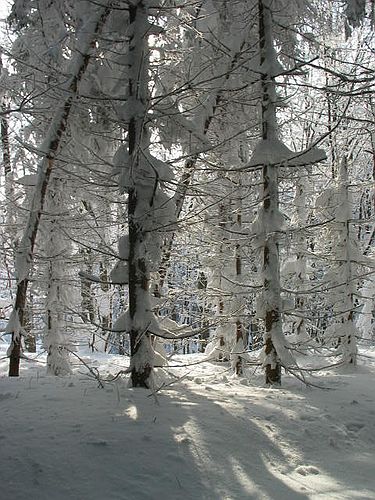 crw_0333_std.jpg