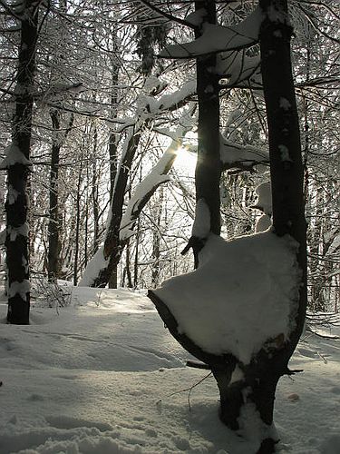 crw_0346_std.jpg