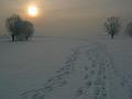 crw_3231_std